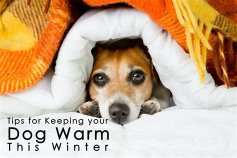 How To Keep A Dog Warm Keep your dog warm this winter, with CPC's top seasonal tips!
